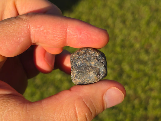 137ct Specimen